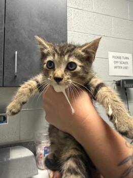 Talon -  Domestic Short Hair Cat for Adoption in Henderson, North Carolina - Talon | PetCurious