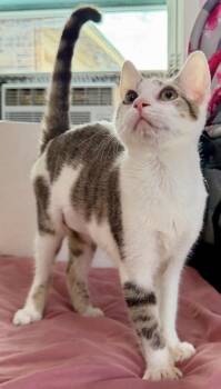 Penelope -  Domestic Short Hair Cat for Adoption in New Braunfels, Texas - Penelope | PetCurious
