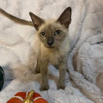 Dusty -  Domestic Medium Hair and Siamese Cat for Adoption in Lewisville, Texas - Dusty | PetCurious