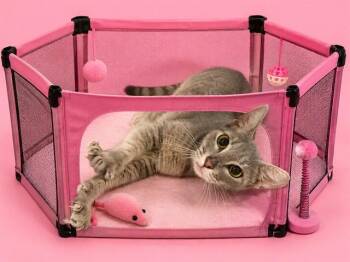 SUPER STAR -  Domestic Short Hair Cat for Adoption in Doral, Florida - SUPER STAR | PetCurious