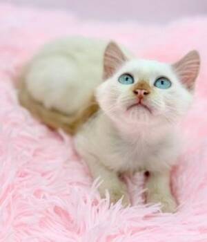 Uncrustable -  Ragdoll Cat for Adoption in Covington, Louisiana - Uncrustable | PetCurious