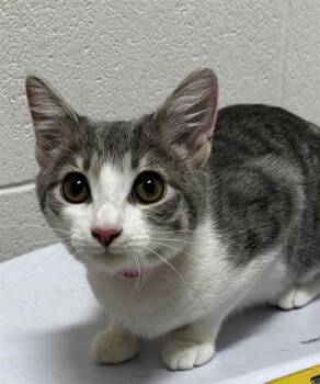 MINNIE -  Domestic Short Hair Cat for Adoption - MINNIE | PetCurious
