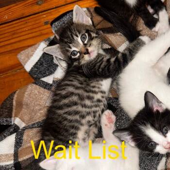 Tea Party -  Domestic Medium Hair Cat for Adoption in Livingston, Texas - Tea Party | PetCurious