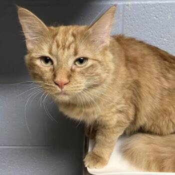 Goldie -  Domestic Medium Hair Cat for Adoption in Dekalb, Illinois - Goldie | PetCurious