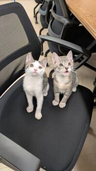 Rescue Domestic Short Hair Cats for Adoption in Brandon, Florida - Ernie | PetCurious