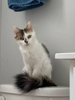 Rescue Domestic Long Hair Cats for Adoption in Greenville, South Carolina - Smores CR | PetCurious