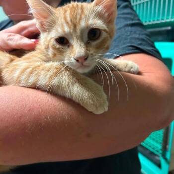 Domestic Short Hair Cats Available for Adoption in Madill, Oklahoma - Apollo | PetCurious