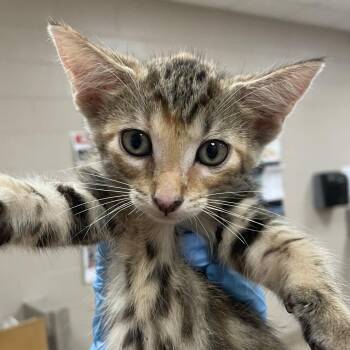 Key Lime -  Domestic Short Hair Cat for Adoption in Birmingham, Alabama - Key Lime | PetCurious
