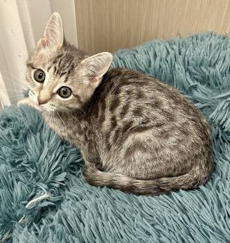 Tabby Cats Available for Adoption in Westlake Village, California - Scamp | PetCurious