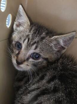Spencer -  Domestic Short Hair Cat for Adoption in Trenton, New Jersey - Spencer | PetCurious