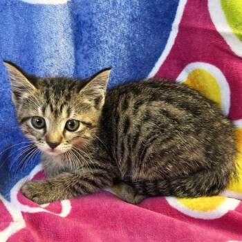 Rescue Domestic Short Hair Cats for Adoption in Mt. Juliet, Tennessee - Budget | PetCurious