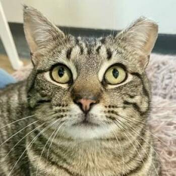 Domestic Short Hair Cats Available for Adoption in Ithaca, New York - Teegs | PetCurious