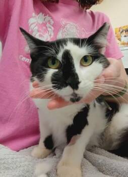 Pearl -  Domestic Short Hair Cat for Adoption in Palm Coast, Florida - Pearl | PetCurious