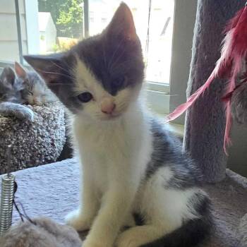 Mankind (Bonded w/ Cactus Jack) -  Domestic Short Hair Cat for Adoption in Wilmington, Delaware - Mankind (Bonded W/ Cactus Jack) | PetCurious