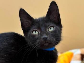 Popcorn -  Domestic Short Hair Cat for Adoption in Portland, Oregon - Popcorn | PetCurious