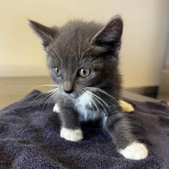 IVHS-Stray-138963 -  Domestic Short Hair Cat for Adoption in San Gabriel, California - IVHS-Stray-138963 | PetCurious