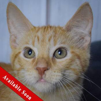 Rescue Tabby and Domestic Short Hair Cats for Adoption in Huntley, Illinois - Lou | PetCurious