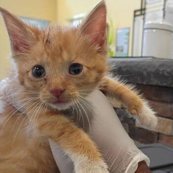 Colby Jack -  Domestic Short Hair Cat for Adoption in Lynchburg, Virginia - Colby Jack | PetCurious