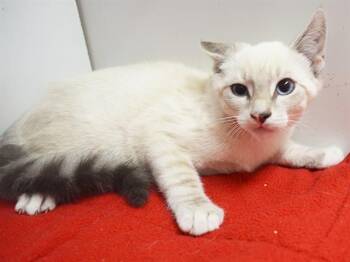 RASMUS -  Siamese and Domestic Short Hair Cat for Adoption in Sacramento, California - RASMUS | PetCurious