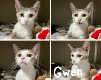 Gwen- retired momma -  Domestic Short Hair Cat for Adoption in Pierceton, Indiana - Gwen- Retired Momma | PetCurious
