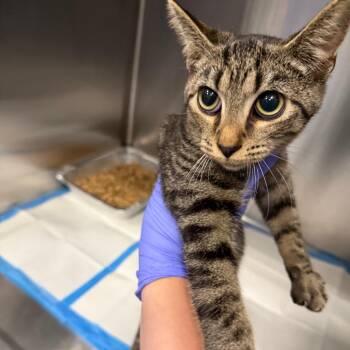 Cobra -  Domestic Short Hair Cat for Adoption in Greensboro, North Carolina - Cobra | PetCurious