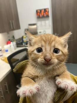 WINNIE -  Domestic Short Hair Cat for Adoption in Baytown, Texas - WINNIE | PetCurious