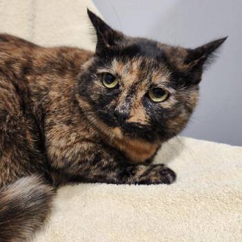 Domestic Short Hair Cats Available for Adoption in Tampa, Florida - Cammie | PetCurious