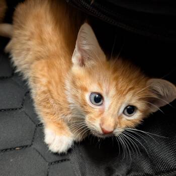 pea 1 -  Domestic Short Hair Cat for Adoption in Titusville, Florida - Pea 1 | PetCurious