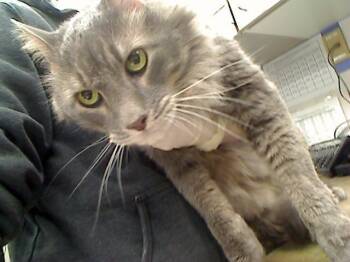 FITZY -  Domestic Long Hair and Domestic Short Hair Cat for Adoption in Omaha, Nebraska - FITZY | PetCurious