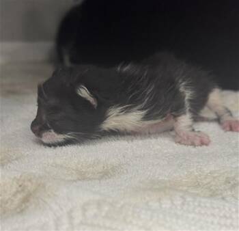 2 -  Domestic Short Hair Cat for Adoption in Dallas, Texas - 2 | PetCurious