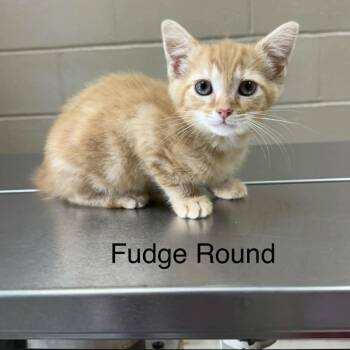 Fudge Round -  Domestic Medium Hair Cat for Adoption in Jacksboro, Tennessee - Fudge Round | PetCurious