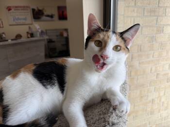 Rescue Calico Cats for Adoption in Madison, Wisconsin - Aphrodite | PetCurious