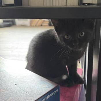 Domestic Short Hair Cats Available for Adoption - Ghostly 32 | PetCurious