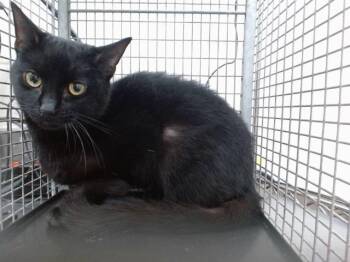 Domestic Short Hair Cats Available for Adoption - VOID | PetCurious