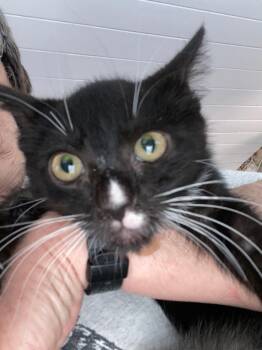 Drake -  Domestic Short Hair Cat for Adoption in Cumming, Georgia - Drake | PetCurious