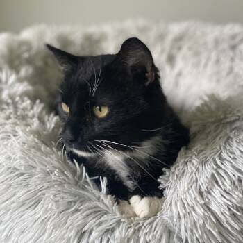 Rescue Domestic Short Hair Cats for Adoption in Troy, Virginia - Xander | PetCurious