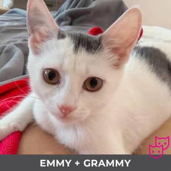 Emmy (bonded with Grammy) -  Domestic Short Hair Cat for Adoption in Toronto, Ontario - Emmy (bonded With Grammy) | PetCurious