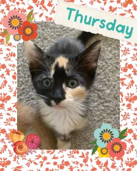 Thursday -  Tortoiseshell Cat Available for Adoption in Pasco, Washington - Thursday | PetCurious