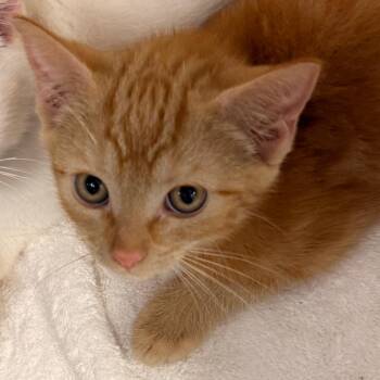 Jesse -  Domestic Short Hair Cat for Adoption in Evansville, Indiana - Jesse | PetCurious