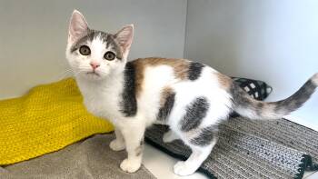 Giselle -  Domestic Short Hair Cat for Adoption in Chestertown, Maryland - Giselle | PetCurious