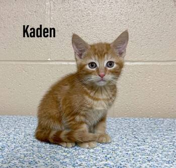 Domestic Short Hair Cats Available for Adoption in Clearfield, Kentucky - Kaden | PetCurious