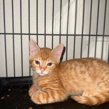 Goryo Carter -  Domestic Short Hair Cat for Adoption in Eagle Mountain, Utah - Goryo Carter | PetCurious