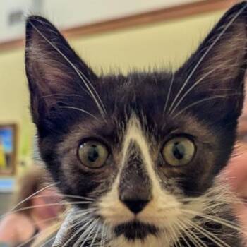 Christmas Tree -  Domestic Short Hair Cat for Adoption in Lynchburg, Virginia - Christmas Tree | PetCurious