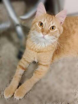 Domestic Short Hair Cats Available for Adoption in Houston, Texas - Benito | PetCurious