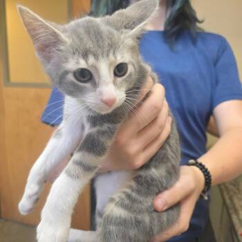 Dottie -  Domestic Short Hair Cat for Adoption in Corinth, Mississippi - Dottie | PetCurious
