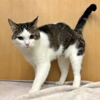 Lucy -  Domestic Medium Hair Cat for Adoption in Brentwood, Missouri - Lucy | PetCurious