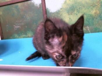 Domestic Short Hair Cats Available for Adoption in Houston, Texas - TILLIE | PetCurious