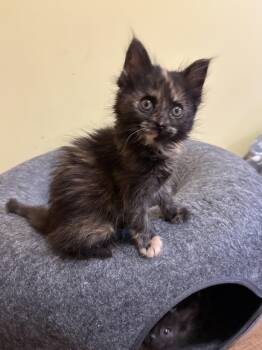 Domestic Medium Hair Cats Available for Adoption in Big Rapids, Michigan - Chicsa | PetCurious