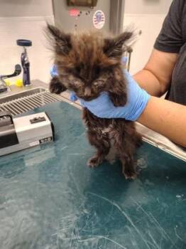 Twinkle -  Domestic Long Hair and Domestic Short Hair Cat for Adoption in Gastonia, North Carolina - Twinkle | PetCurious