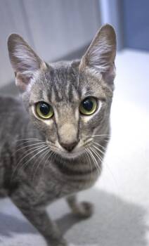 Domestic Short Hair Cats Available for Adoption in Encinitas, California - Moonie | PetCurious